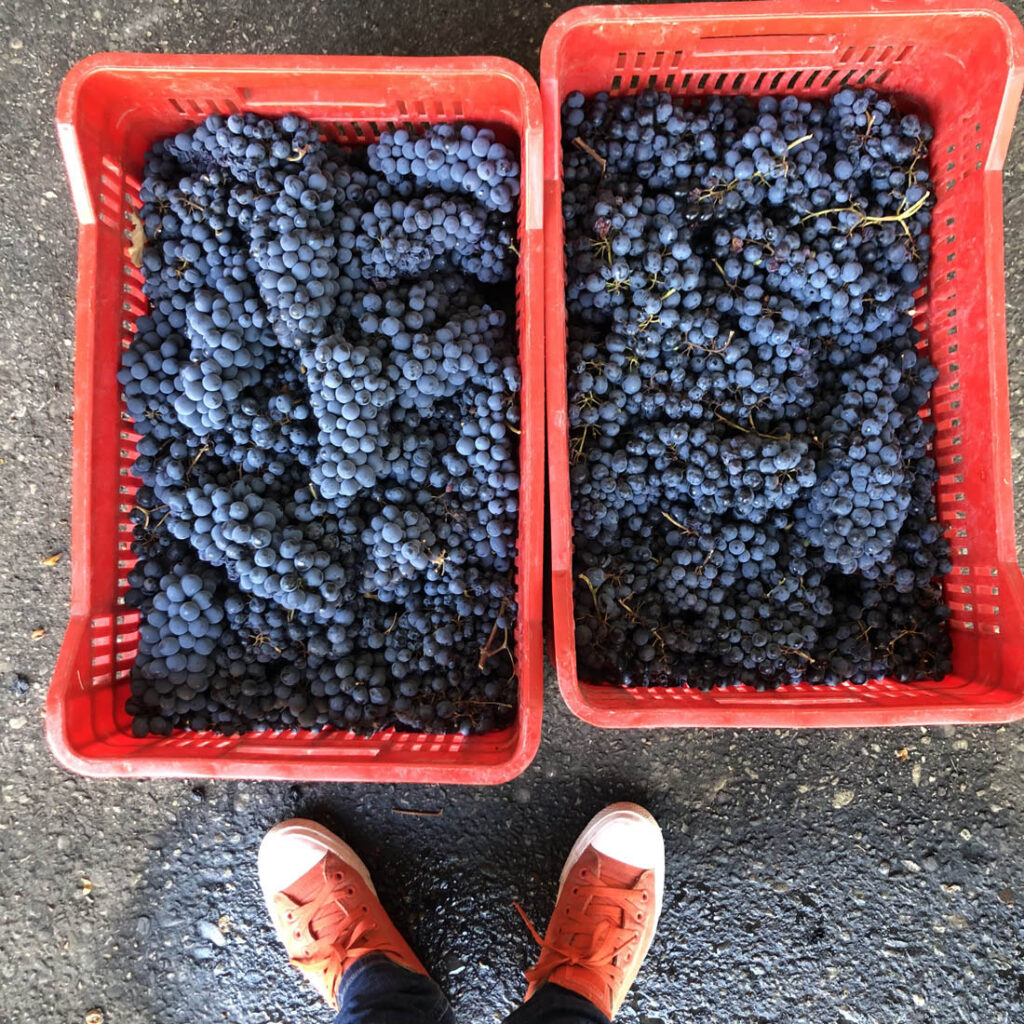 Barbera Alessandro Fedrizzi 2021 - Vendemmia