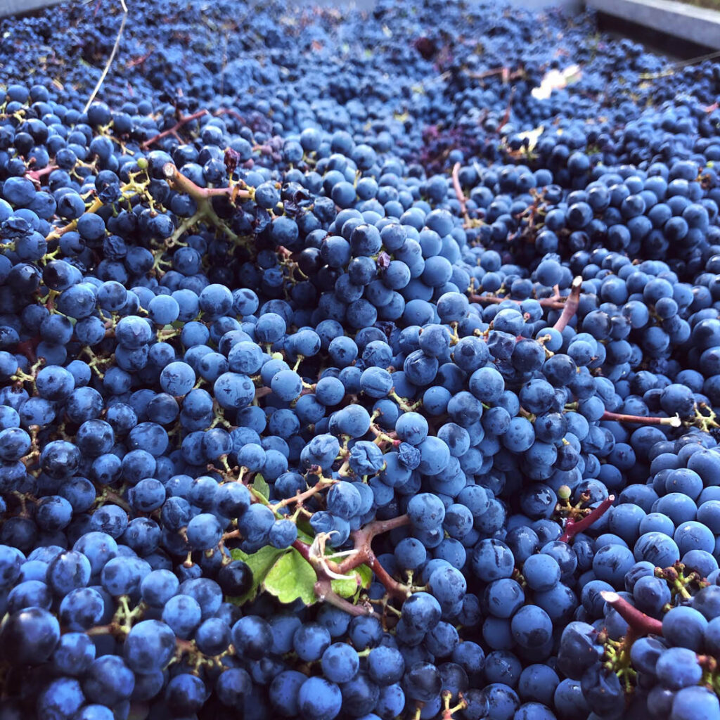 Cabernet Sauvignon Vendemmia 2021 Alessandro Fedrizzi