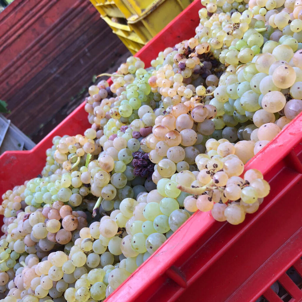 Grechetto Gentile vendemmia Serravalle