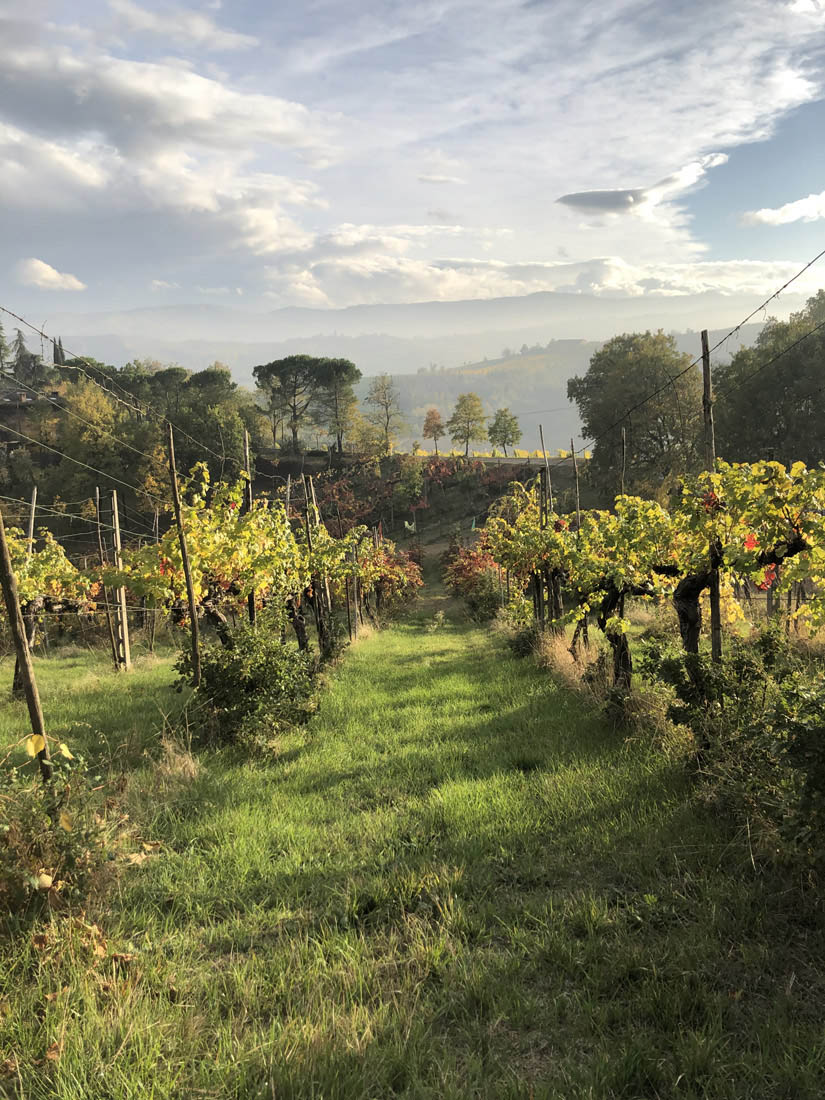 La vite vecchia di Serravalle