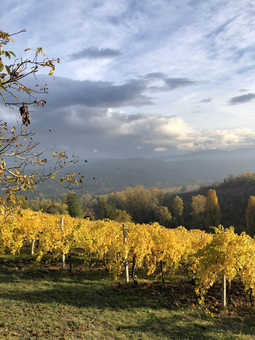 Vigna Pignoletto Serravalle Grechetto Gentile Superiore Alessandro Fedrizzi 2021
